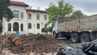 Bilecik Valiliği bahçesindeki dev çam ağaçları kesildi