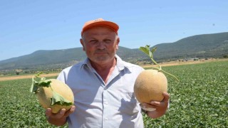 Bilecik'in ünlü Medetli kavununun hasadı başladı