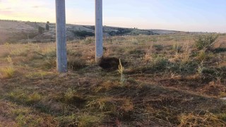 Bilecikte elektrik akımına kapılan kuş yangına sebep oldu