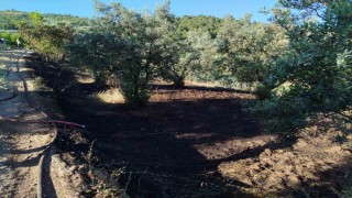 Bilecikte zeytin tarlasında çıkan yangın korkuttu