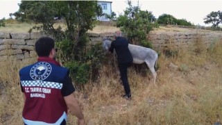 Bingölde 68 başıboş hayvan toplandı