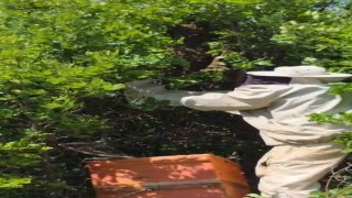Bingöl'de kovandan firar eden binlerce arı meşe ağacına oğul verdi