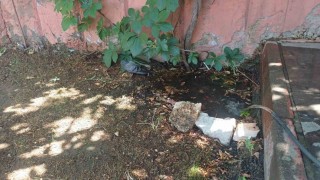Bingölde sıcaktan bunalan güvercin su birikintisinde serinledi