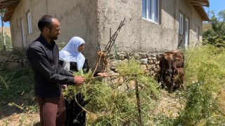 Bir ineği telef oldu, 7 inek, 5 buzağı sahibi oldu