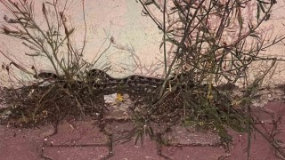 Burdurda caminin yanında yakalanan yılan, doğal yaşam alanına salındı
