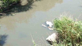 Burhaniyede Üyücek deresinde kirlilik alarmı