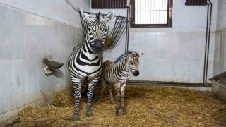 Bursa Hayvanat Bahçesinde zebra ailesi büyüyor