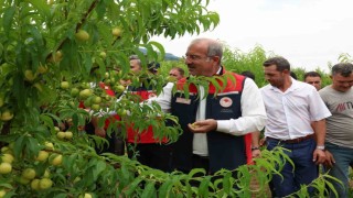Çanakkalede coğrafi tescilli Bayramiç Beyazının hasadı başladı