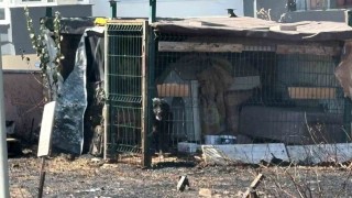Çanakkalede yol kenarında çıkan yangında köpek mahsur kaldı