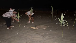 Caretta carettayı yuva yaparken gören gençler, duyarlılık gösterdi önlem aldı