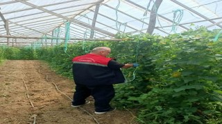 Çarşambada hasat öncesi pestisit denetimleri sürüyor