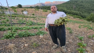 Çekirgeler üreticinin kabusu oldu