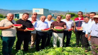 Cincin karpuzunda ilk hasat heyecanı yaşandı