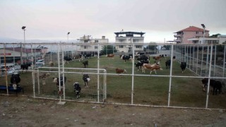 Çinede alevlerin ulaştığı mahallede hayvanlar halı sahada korumaya alındı