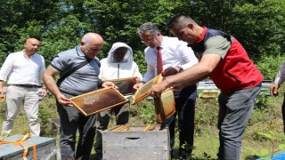 Coğrafi işaretli Salıpazarı kestane balında hasat başladı