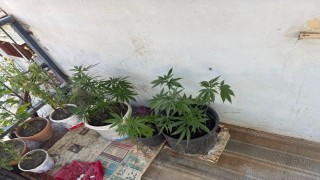 Çorumda operasyon düzenlenen evden 21 kök kenevir çıktı: 1 gözaltı