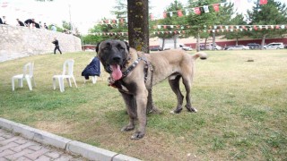 Çorumda Türk çoban köpekleri görücüye çıktı