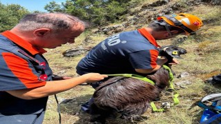 Dağda mahsur kalan keçiler kurtarıldı