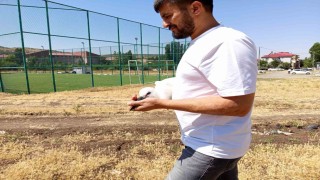 Defalarca yuvadan düşen yavru leylek doğaya bırakıldı