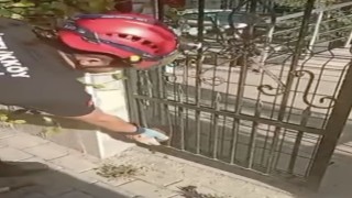 Demir kapıya sıkışan kirpiyi böyle kurtardılar