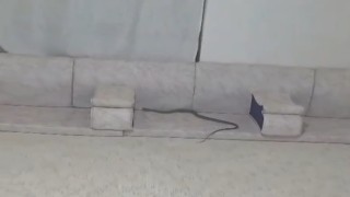 Derecikte misafir bekleyen ailenin evine yılan girdi