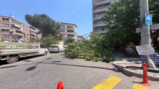 Devrilen ağaç iki araca zarar verdi