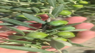 Didimde zeytin üreticilerine sinek uyarısı