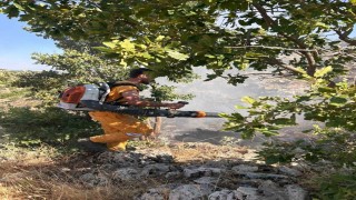 Diyarbakırda 15 dönüme yakın ormanlık alan yandı
