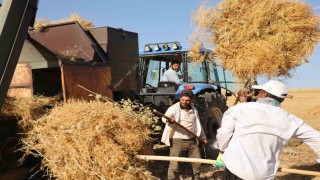 Diyarbakır'da yüksek sıcaklıkta hasat