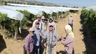 Dünyaca ünlü Sultaniye üzümüne beyaz kalkan