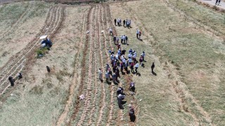 Dünyaca ünlü Taşköprü sarımsağının hasadı başladı