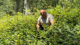 Düzcede ormanlarda gençlik bakım çalışmaları sürüyor