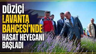 Düziçi Lavanta Bahçesi'nde Hasat Heyecanı Başladı