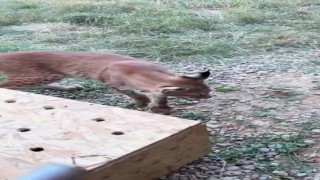 Edirnede aracın bagajında iki vaşak ve serval ele geçirildi