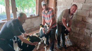 Edirnede besicinin üçüz buzağı sevinci