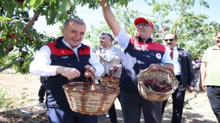 Elazığda 7 bin dekar alanda kiraz hasadı devam ediyor