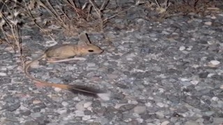 Elazığda Arap Tavşanı görüldü