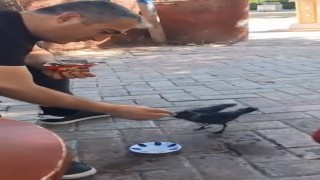 Elazığda bir vatandaş, kargayı elleriyle besledi