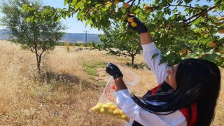 Elazığda bitkisel üretim alanlarında pestisit kalıntısı denetimleri