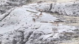 Elazığda dağ keçileri dronla görüntülendi
