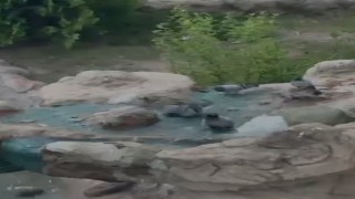 Elazığda kavurucu sıcaktan bunalan güvercinler suyla serinledi