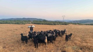 Elazığda kaybolan 30 keçi dron destekli çalışmayla bulundu
