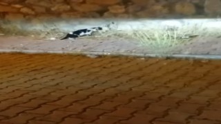 Elazığda kedi ile yılanın mücadelesi kamerada