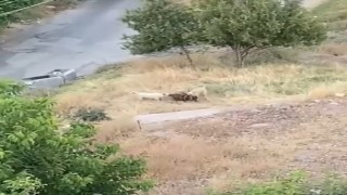 Elazığda sokak köpekleri 2 keçiyi telef etti