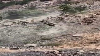Elazığda sürü halinde dağ keçileri görüldü