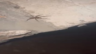 Elazığda zehirli sarıkız örümceği görüldü