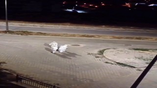 Elbistanda gece görülen beyaz koruyucu tulum giyen şahıslar merak uyandırdı