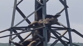 Elektrik direğine tırmanan ayı telef oldu