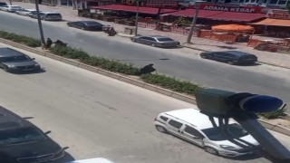 Elinde bastonuyla refüje çıkarak yolun karşısına geçmeye çalışan yaşlı kadın adeta ölümle dans etti