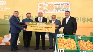 En İyi Kayısı yarışması düzenlendi